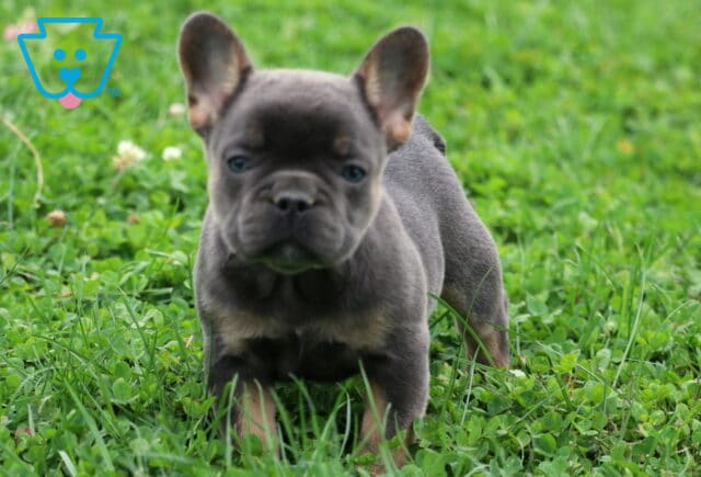 Ziggy Frenchie2 image