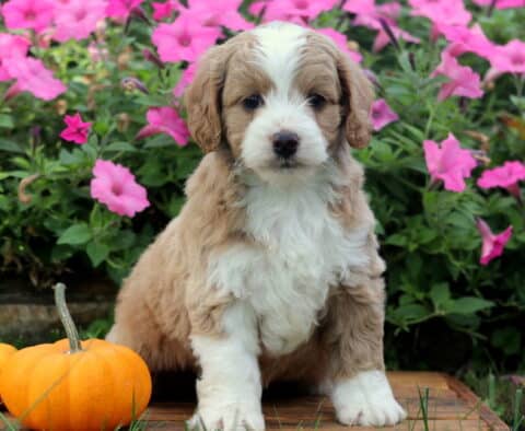 Zipper Cockapoo