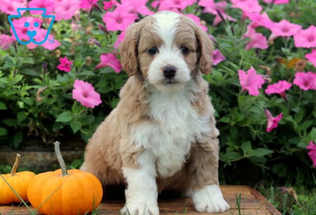 Zipper Cockapoo image