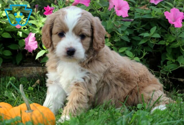 Zipper Cockapoo2 image