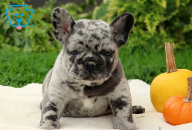 Zipper Frenchie image
