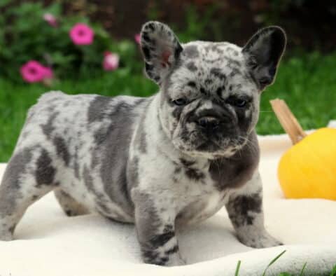 Zipper Frenchie2