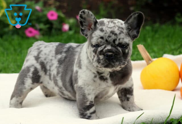 Zipper Frenchie2 image
