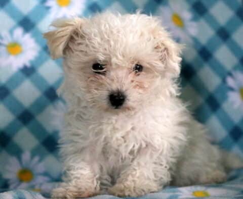 Zoey Bichpoo
