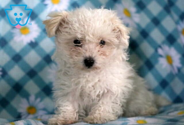 Zoey Bichpoo image