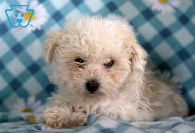 Zoey Bichpoo2 image