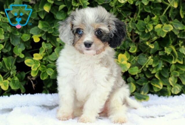 Zoey Cavapoo image