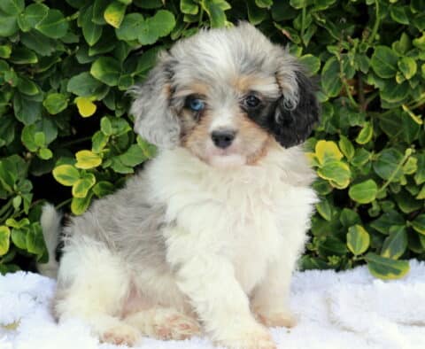 Zoey Cavapoo2
