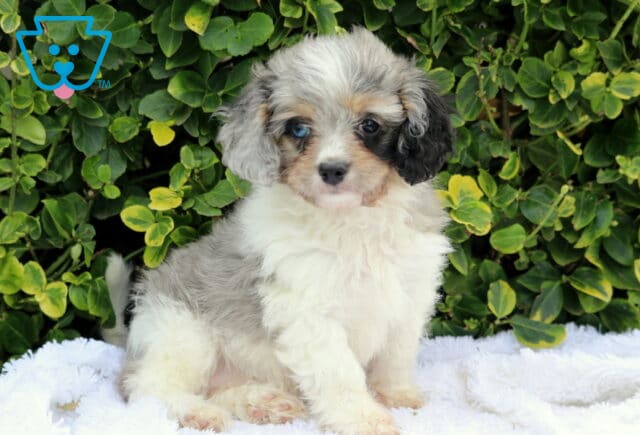 Zoey Cavapoo2 image