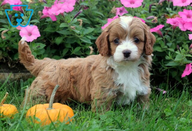 Zoey Cockapoo image
