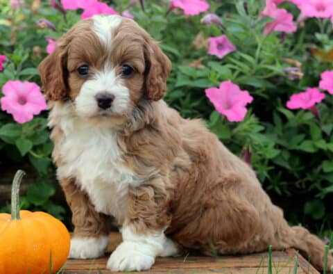Zoey Cockapoo2