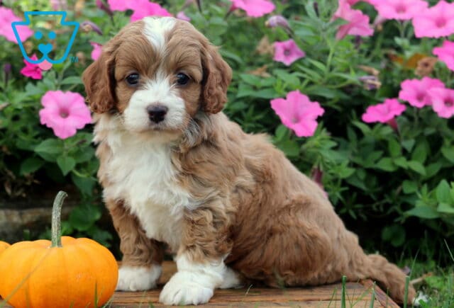 Zoey Cockapoo2 image