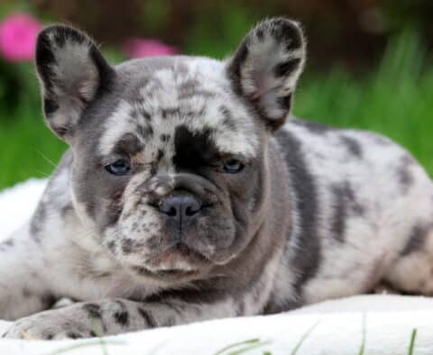 Zoro Frenchie