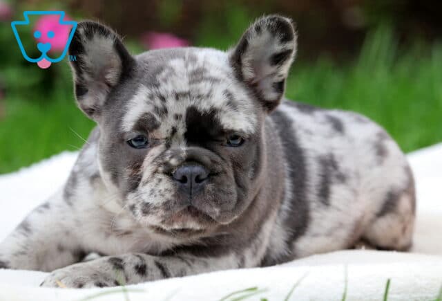 Zoro Frenchie image