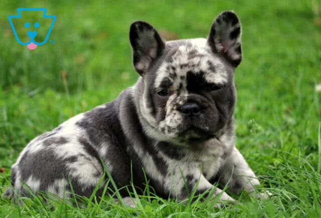 Zoro Frenchie2 image