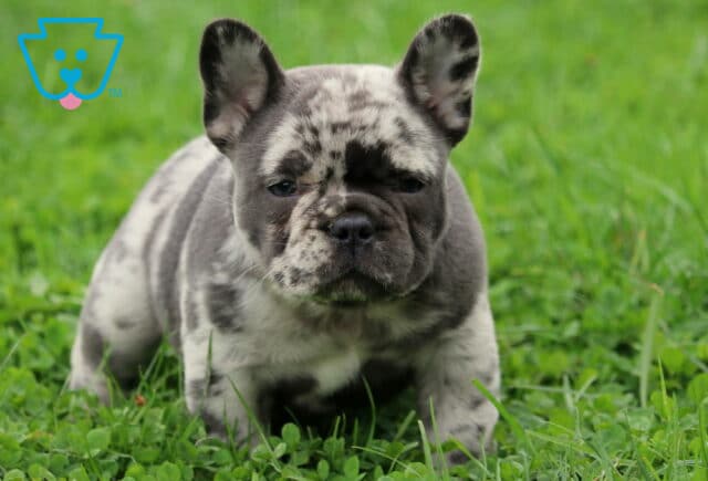 Zoro Frenchie3 image