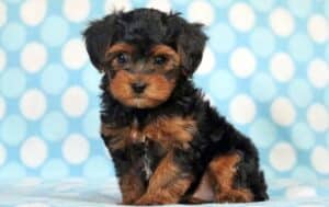 Yorkiepoo