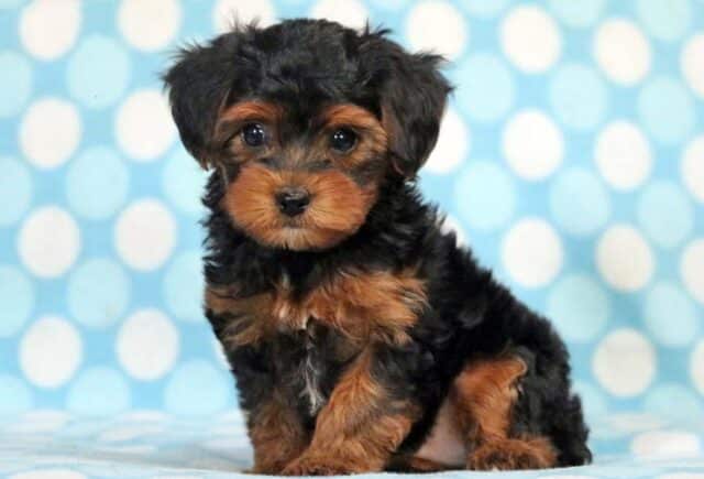 yorkiepoo2
