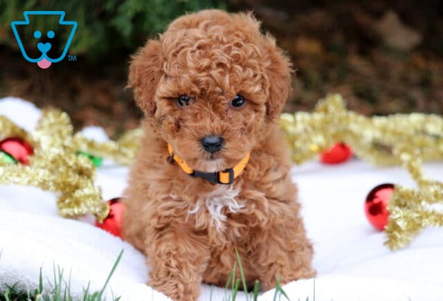 Curly apricot Mini Poodle puppy sitting on a white blanket outdoors, wearing an orange collar, with bright expressive eyes and a small white patch on its chest, festive decorations in the background. image