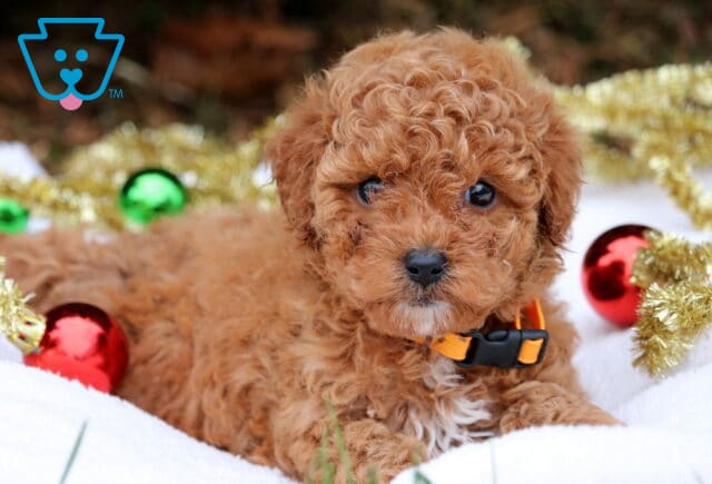 Adorable apricot Mini Poodle puppy lying on a white blanket with gold garland and ornaments around it. image
