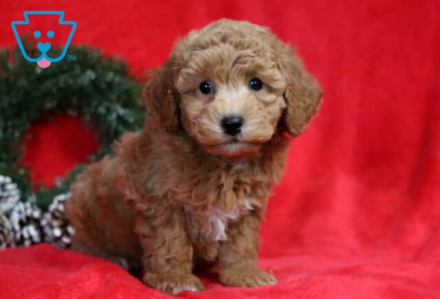 Alfie Bichpoo2 image