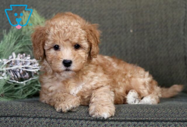 Alfie Havapoo2 image