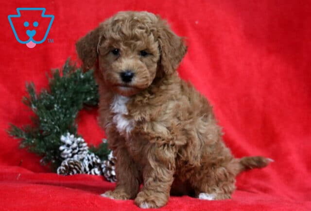 Apricot Bichpoo puppy with curly fur and a small white chest patch sitting on a bright red blanket with a frosted pine wreath and pinecones in the background. image