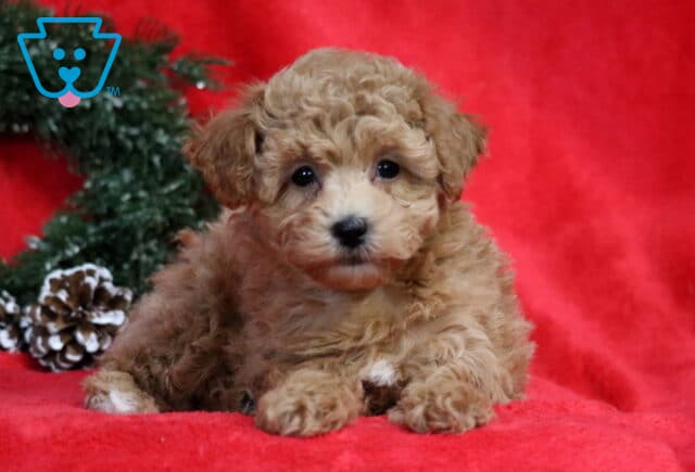 Angel Bichpoo2 image