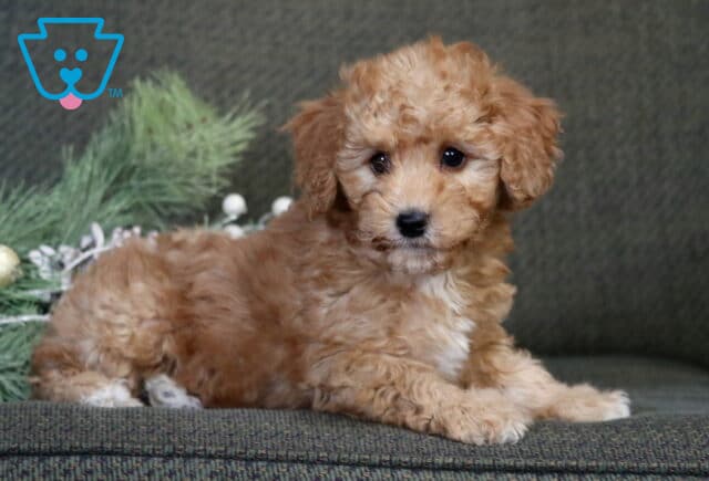 Apollo Havapoo image