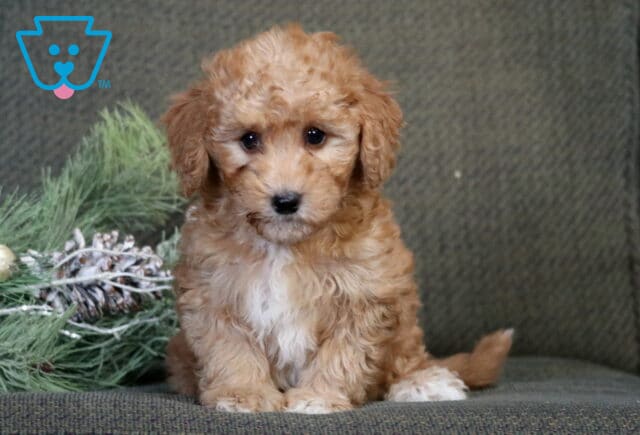 Apollo Havapoo2 image