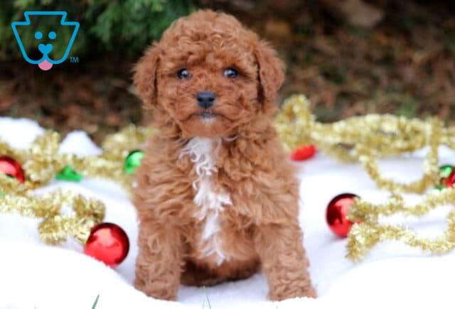 Mini Poodle puppy with curly red fur and a white chest sitting on a white blanket surrounded by gold tinsel and red ornaments. image