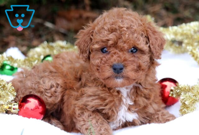 Curly apricot Mini Poodle puppy lying on a white blanket with gold tinsel and red Christmas ornaments, looking forward with soft dark eyes and a small white patch on its chest. image