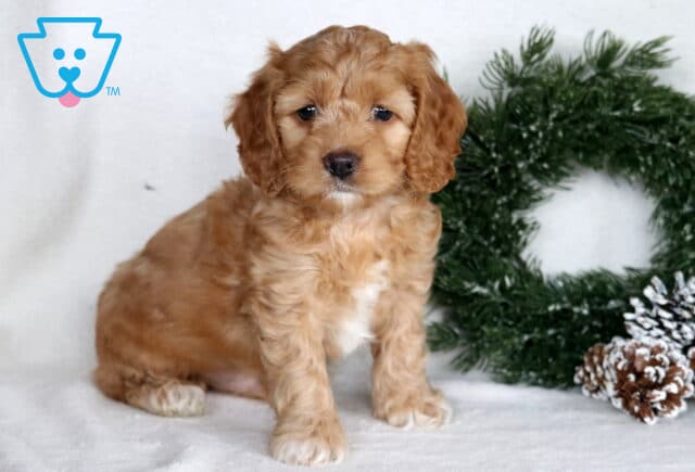 Curly light-tan Cockapoo puppy sitting on a white blanket beside a snowy green wreath decorated with frosted pinecones. image