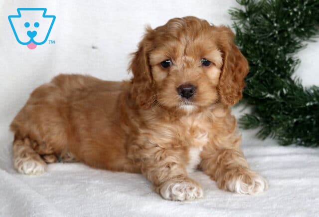 Light caramel Cockapoo puppy lying on a soft white blanket beside a snowy green wreath with frosted pinecones. image