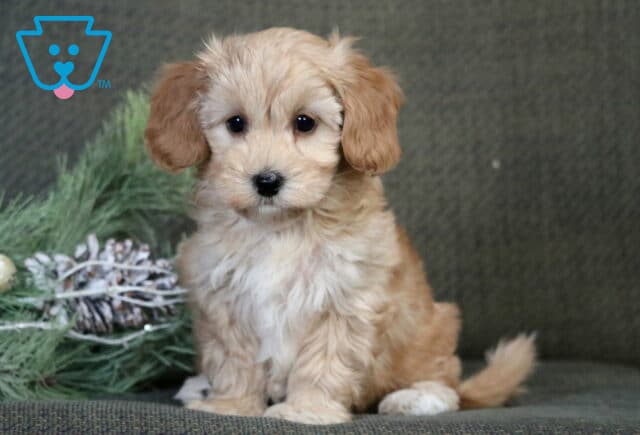 Aspen Havapoo2 image