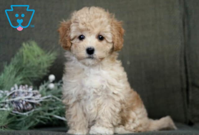 Audrey Havapoo image