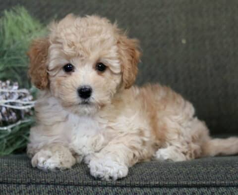 Audrey Havapoo2