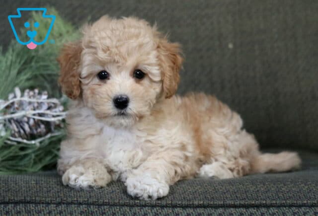 Audrey Havapoo2 image