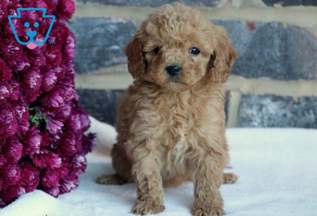 Baby Toy Goldendoodle image