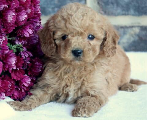 Baby Toy Goldendoodle2