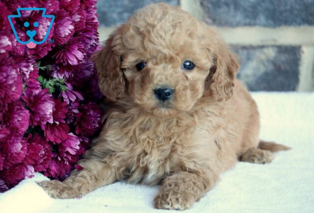 Baby Toy Goldendoodle2 image