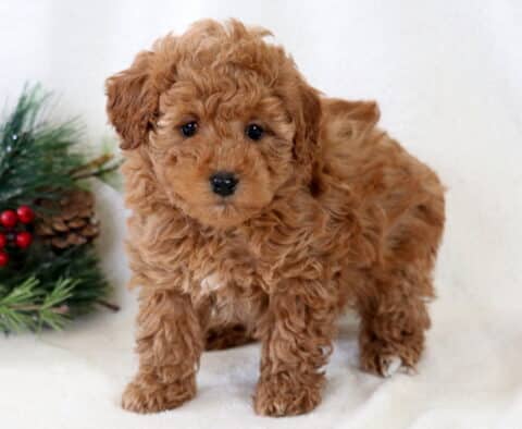 Babycakes Toy Poodle