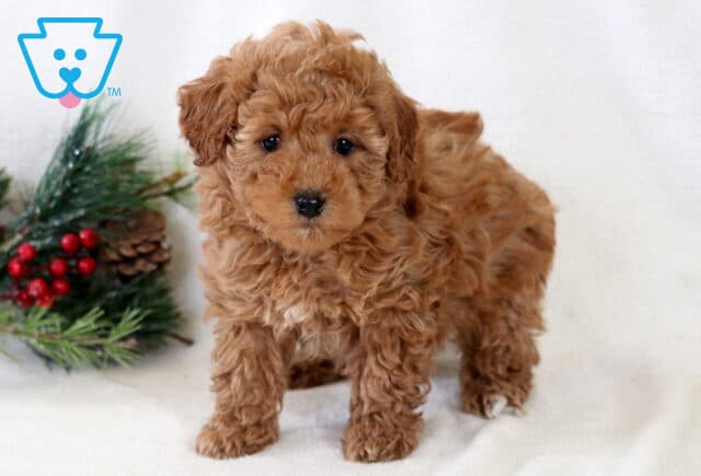 Babycakes Toy Poodle image