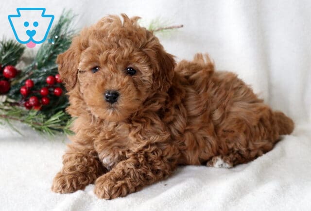 Babycakes Toy Poodle2 image