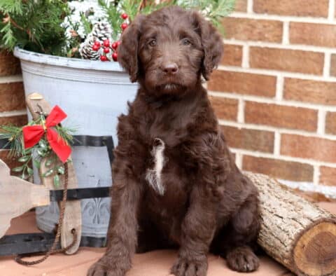 Chocolate Labradoodle puppy with a fluffy coat and a white patch on its chest sitting beside holiday décor and a log, looking sweet and calm against a brick wall backdrop.
