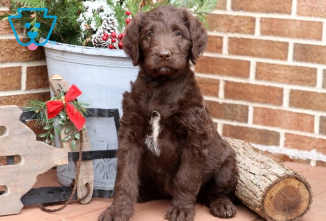 Chocolate Labradoodle puppy with a fluffy coat and a white patch on its chest sitting beside holiday décor and a log, looking sweet and calm against a brick wall backdrop. image
