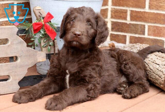 Chocolate Labradoodle puppy lying calmly on a wooden deck with a fluffy coat and a small white patch on its chest, next to rustic holiday décor and a log, looking sweetly at the camera. image