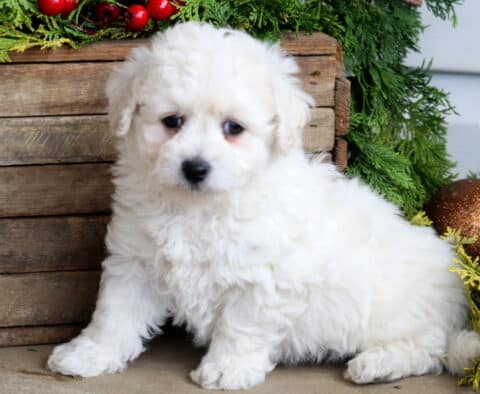 Bandit Bichon
