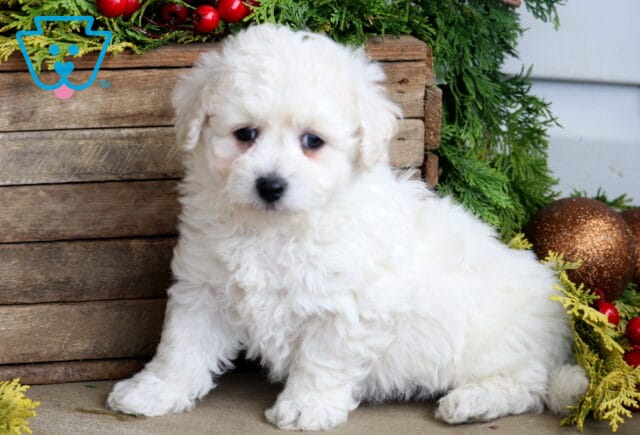 Bandit Bichon image