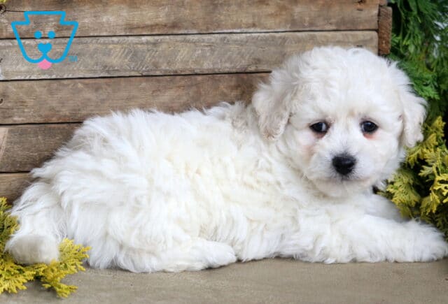 Bandit Bichon2 image